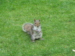 SX06610 Grey Squirrel (Sciurus carolinensis).jpg